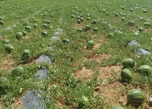 بعد منعه بإقليم طاطا.. الدلاح يشعل نقاش تقنين الزراعات المستنزفة للمياه بزاكورة