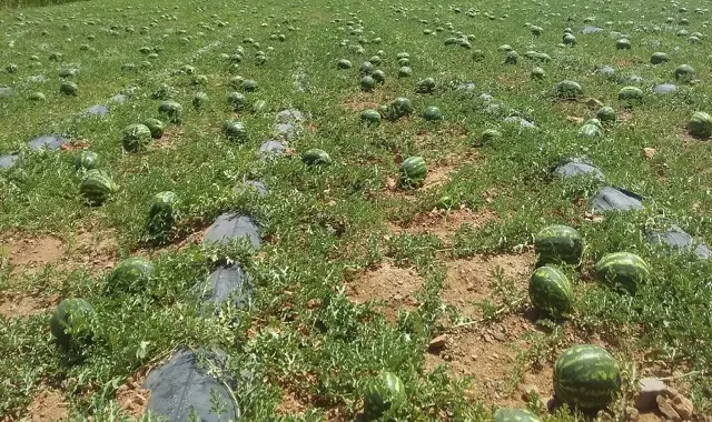 بعد منعه بإقليم طاطا.. الدلاح يشعل نقاش تقنين الزراعات المستنزفة للمياه بزاكورة