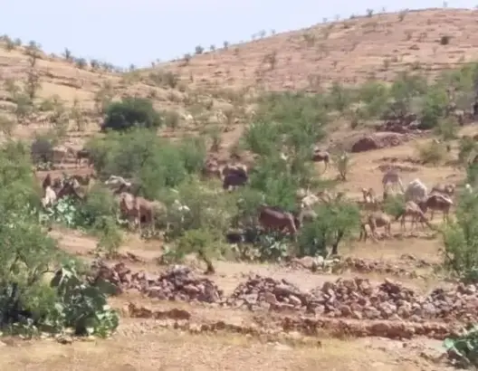 في ظل الطوارئ.. ساكنة جبال أيت بها تستغيث من هجمات الرُّحل