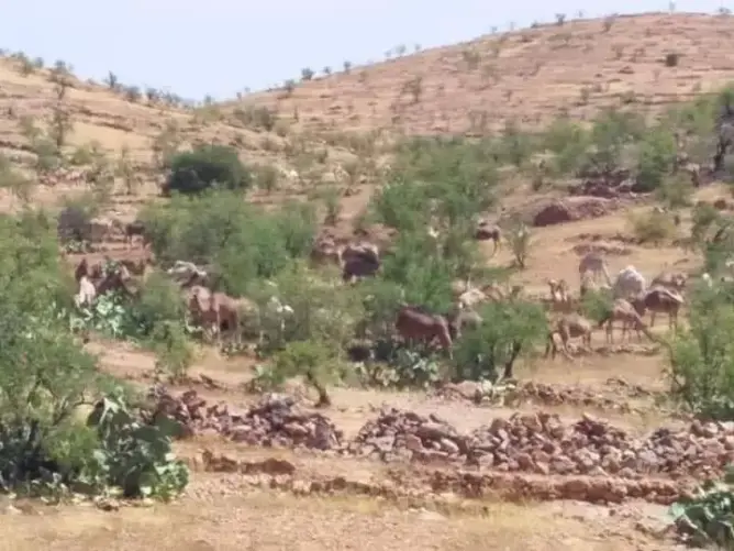 في ظل الطوارئ.. ساكنة جبال أيت بها تستغيث من هجمات الرُّحل