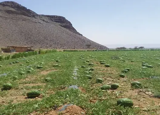 بين عائدات “الدلاح” وأزمة المياه .. تقرير ينبه إلى خطورة الوضع بزاكورة