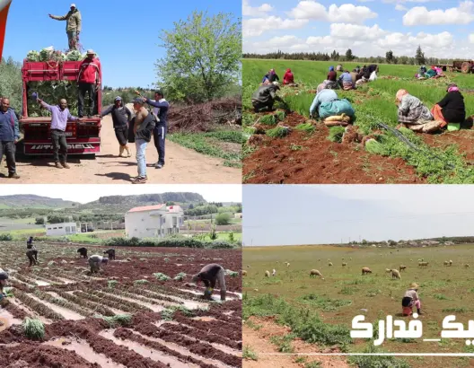 تراكمٌ الديون وتهديدٌ بالإفلاس.. “كورونا” والجفاف يؤثران على وضعية الفلاحين الصغار (فيديو)