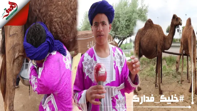 شاب من مرزوكة يحكي تجربته في تربية الإبل وفوائده الصحية على الإنسان (فيديو)