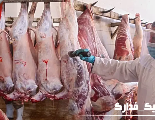 المسلخ البلدي بسلا .. هكذا تتم عملية الذبح في زمن كورونا