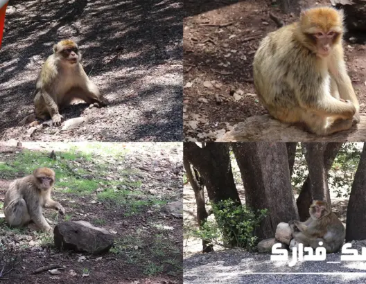 كورونا تحرم قردة جبال إفران من طعام الزوار (فيديو)