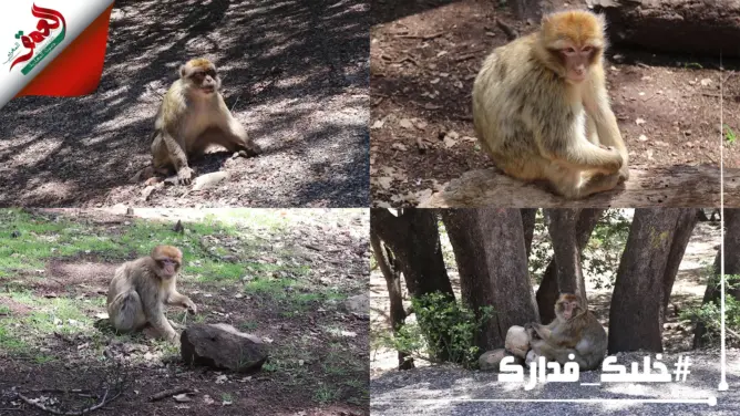 كورونا تحرم قردة جبال إفران من طعام الزوار (فيديو)