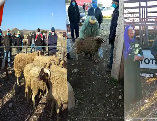 بعد فيديو “العمق”..السلطات المحلية تفتح سوق الماشية بتيمحضيت (فيديو+صور)
