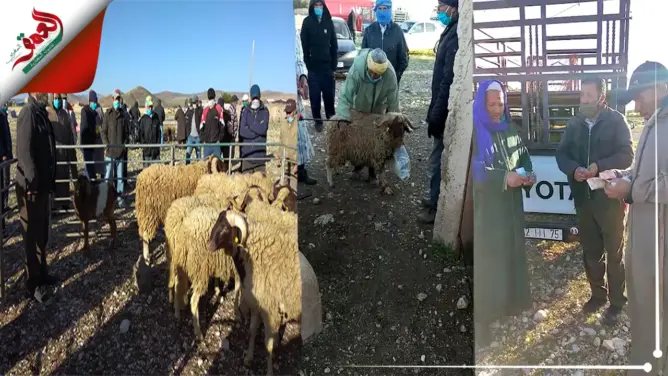 بعد فيديو “العمق”..السلطات المحلية تفتح سوق الماشية بتيمحضيت (فيديو+صور)