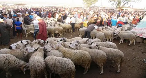 سلطات أزيلال تقرر فتح سوقين للماشية والدواجن