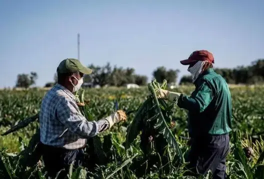 لإنقاذ المحاصيل.. طائرات تنقل 248 مغربيا للعمل في حقول إيطاليا