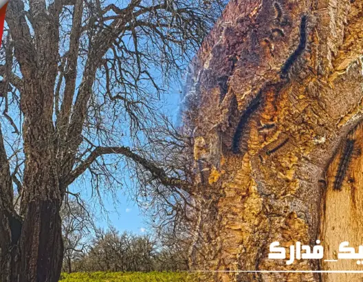 حشرة تهاجم أشجار غابة بسلا الجديدة .. ومطالب بتدخل المياه والغابات (فيديو)