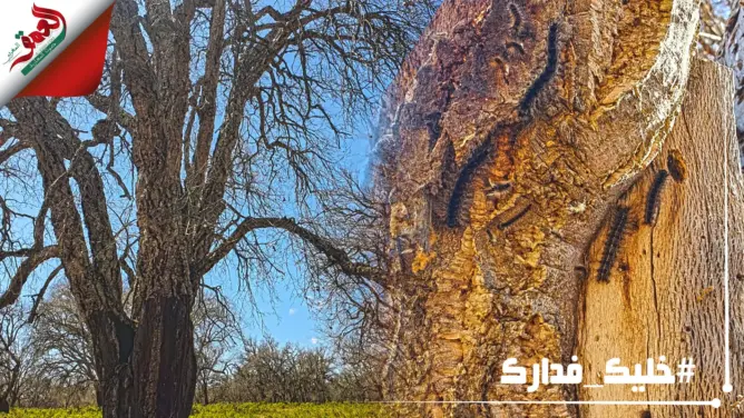 حشرة تهاجم أشجار غابة بسلا الجديدة .. ومطالب بتدخل المياه والغابات (فيديو)