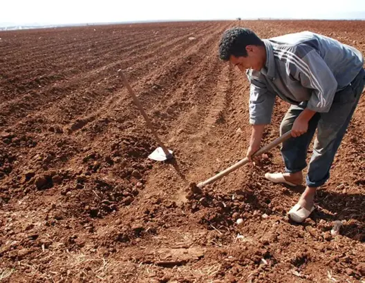 مطالب برلمانية بترشيد صادرات الفلاحة لمواجهة الجفاف.. وبركة يؤكد أهمية الأمن الغذائي