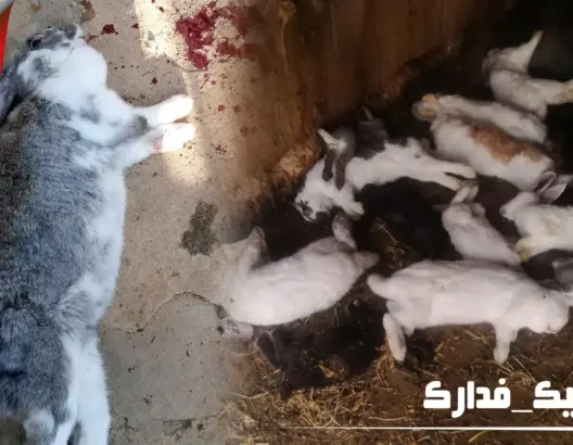 الـ ONSSA ينفي انتشار مرض فيروسي في ضيعات الأرانب