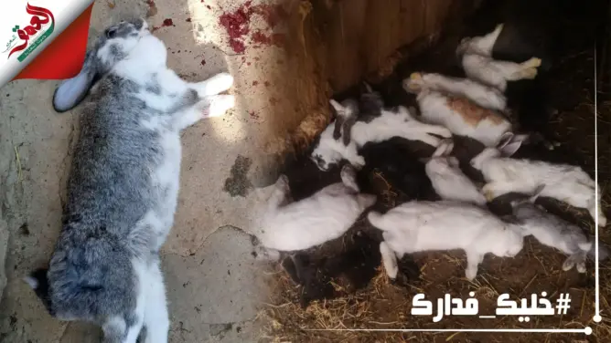 الـ ONSSA ينفي انتشار مرض فيروسي في ضيعات الأرانب
