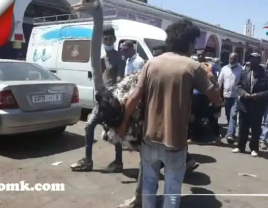 “مول النعامة” يظهر من جديد في إنزكان .. والسلطات تتدخل (فيديو)