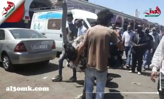 “مول النعامة” يظهر من جديد في إنزكان .. والسلطات تتدخل (فيديو)