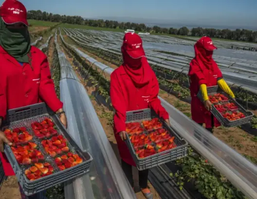 إسبانيا ترفع توظيف العمال الموسميين بـ25% خلال 2025 والمغاربة يستحوذون على حصة الأسد