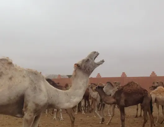 كلميم، سوق أمحيريش، الإبل، جمال