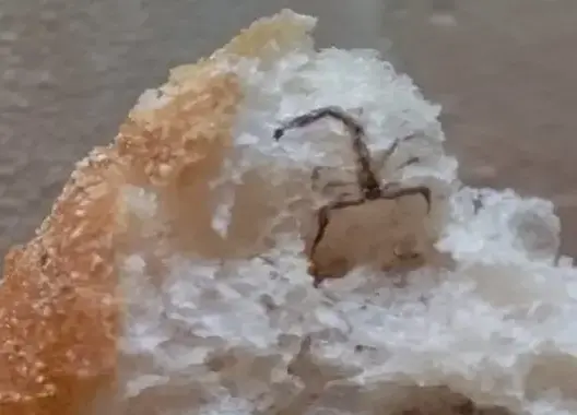 العثور على عقرب داخل خبزة يستنفر سلطات زاكورة .. وحملة مراقبة واسعة للمخابز (صور)