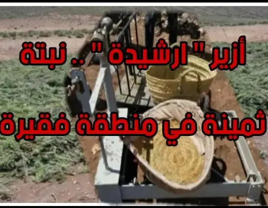 أزير ارشيدة” .. نبتة ثمينة في منطقة فقيرة