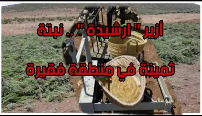 أزير ارشيدة” .. نبتة ثمينة في منطقة فقيرة