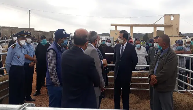 لتجاوز تداعيات كورونا على الفلاحة .. افتتاح سوق نموذجي للمواشي بأزرو