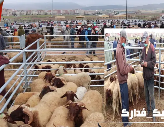 بعد افتتاحه .. “العمق “تنقل أجواء انعقاد السوق النموذجي للماشية بأزرو (فيديو)