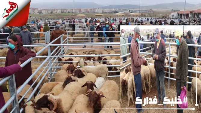 بعد افتتاحه .. “العمق “تنقل أجواء انعقاد السوق النموذجي للماشية بأزرو (فيديو)