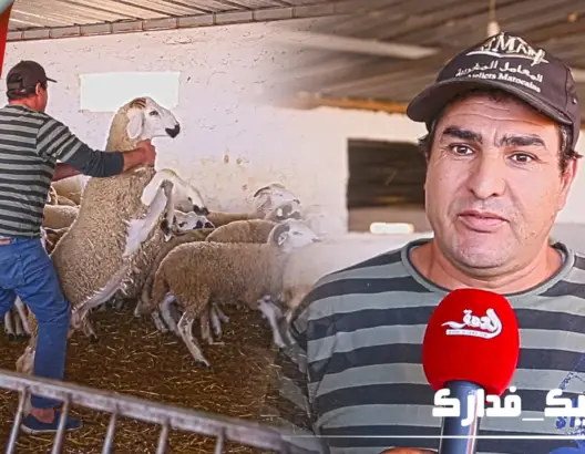 “كساب” يكشف للمغاربة الطريقة المثلى لاختيار أضحية العيد في زمن “كورونا” (فيديو)