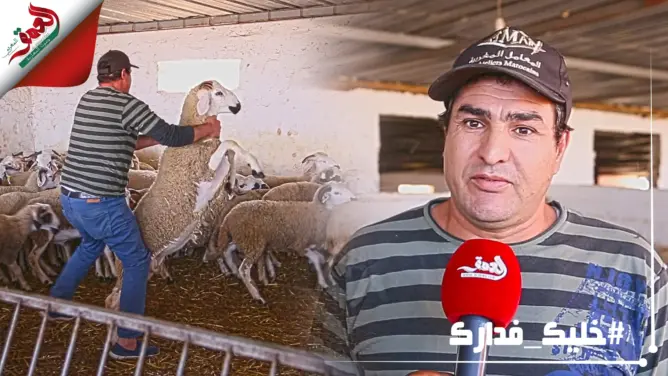 “كساب” يكشف للمغاربة الطريقة المثلى لاختيار أضحية العيد في زمن “كورونا” (فيديو)