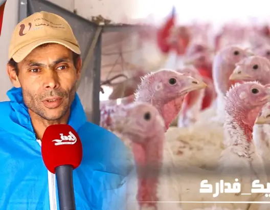 الأثمنة والأسرار والفيروسات المهددة له.. هذا كل ما تود معرفته عن تربية الدجاج الرومي (فيديو)