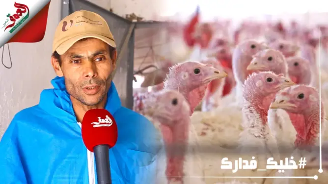 الأثمنة والأسرار والفيروسات المهددة له.. هذا كل ما تود معرفته عن تربية الدجاج الرومي (فيديو)