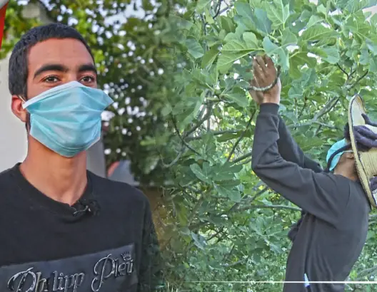 بعد بؤرة “لالة ميمونة”.. هكذا يتم جني الكرموس والباكور في ضيعات فلاحية بوزان
