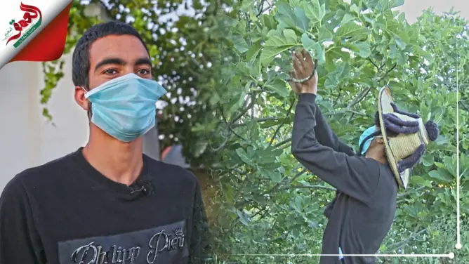 بعد بؤرة “لالة ميمونة”.. هكذا يتم جني الكرموس والباكور في ضيعات فلاحية بوزان (فيديو)
