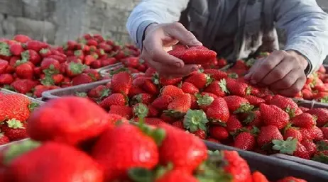 توقع وصول ألف عاملة مغربية لحقول الفراولة الإسبانية الأسبوع الجاري