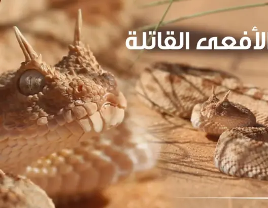 أفاعي خطيرة تتواجد بزاكورة .. لها قرنين وتختبئ تحت الرمال (فيديو)