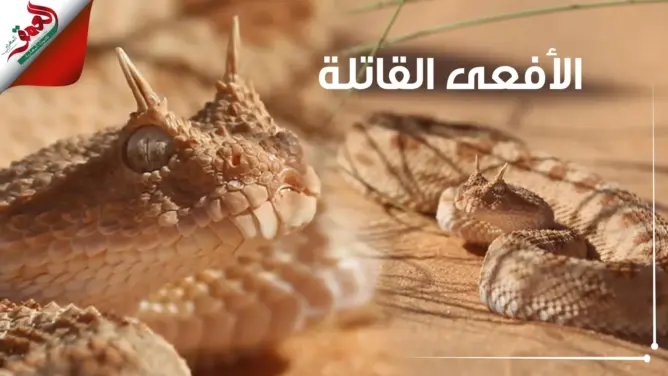 أفاعي خطيرة تتواجد بزاكورة .. لها قرنين وتختبئ تحت الرمال (فيديو)
