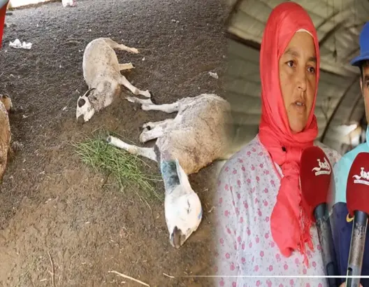 كلاب ضالة تفتك بالأغنام وترعب سكان دوار ببوسكورة.. ومطالب بتدخل السلطات (فيديو)
