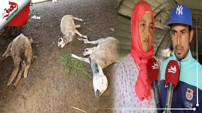 كلاب ضالة تفتك بالأغنام وترعب سكان دوار ببوسكورة.. ومطالب بتدخل السلطات (فيديو)