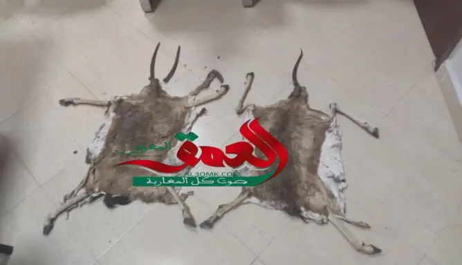 الصيد العشوائي، القنص
