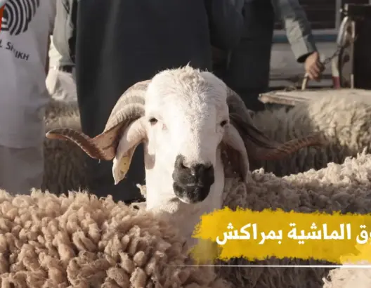 كسابة بمراكش: الله يكون فعون المواطن والفلاح (فيديو)
