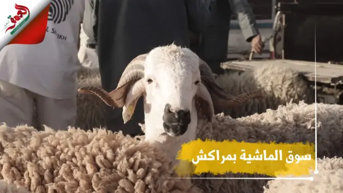 كسابة بمراكش: الله يكون فعون المواطن والفلاح (فيديو)