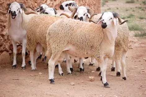 رئيس جماعة الصويرة يمنع بيع الأضاحي في “الكاراجات”