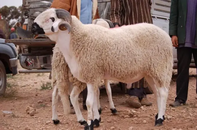 الغنبوري: قرار إلغاء الأضاحي يحمي الثروة الحيوانية والحكومة مطالبة بالتقاط رسائل الملك