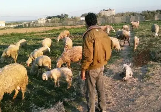 أدخلا عصا في دبره .. توقيف شخصين بطانطان عرّضا راعٍ لتعذيب وحشي (صورة)