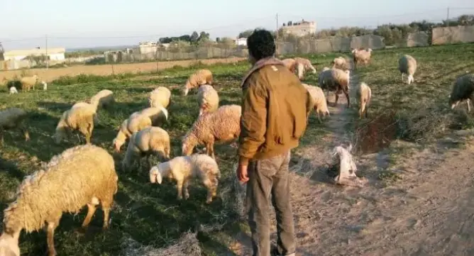 أدخلا عصا في دبره .. توقيف شخصين بطانطان عرّضا راعٍ لتعذيب وحشي (صورة)