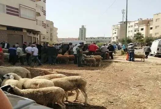 فوضى وارتباك بسوق الماشية بمكناس بعد إغلاق 3 أسواق بضواحي المدينة (صور)