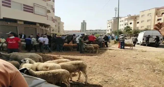 فوضى وارتباك بسوق الماشية بمكناس بعد إغلاق 3 أسواق بضواحي المدينة (صور)