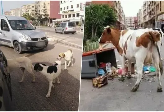 مدينة بوزنيقة